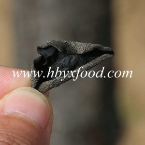 Healthy Wood Ear Mushroom Black Fungus